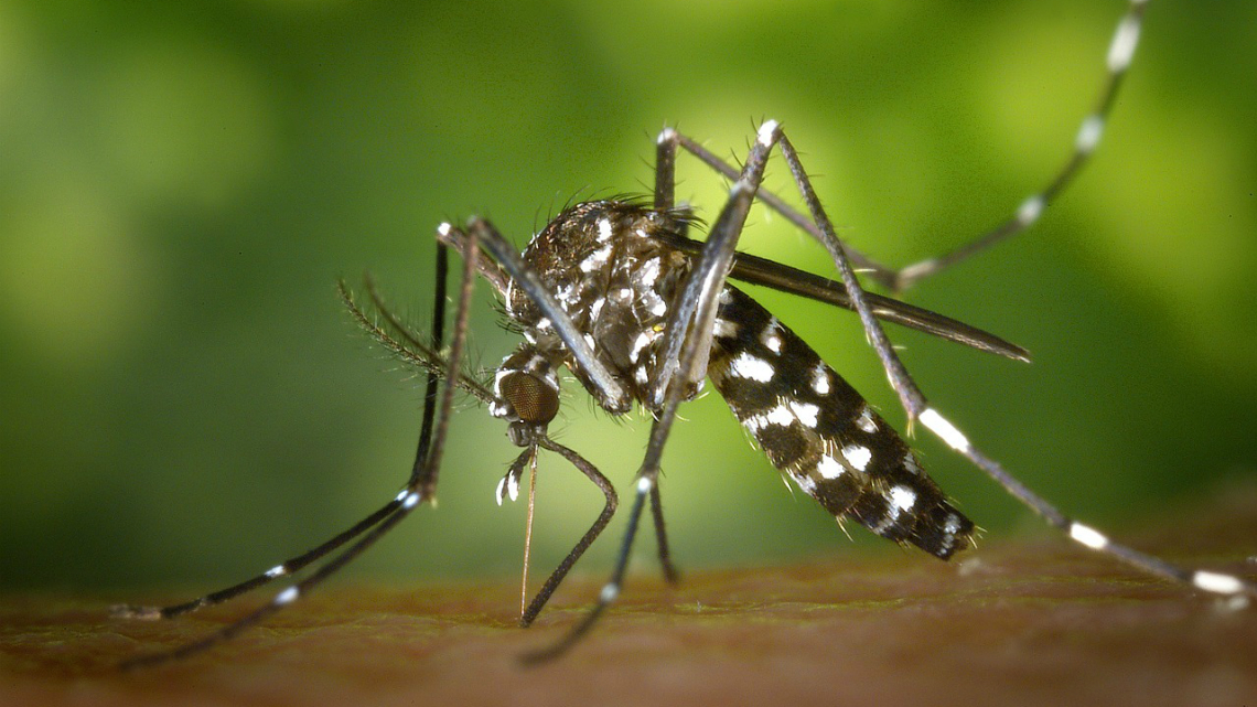 Учени откриха начин за справяне с комарите