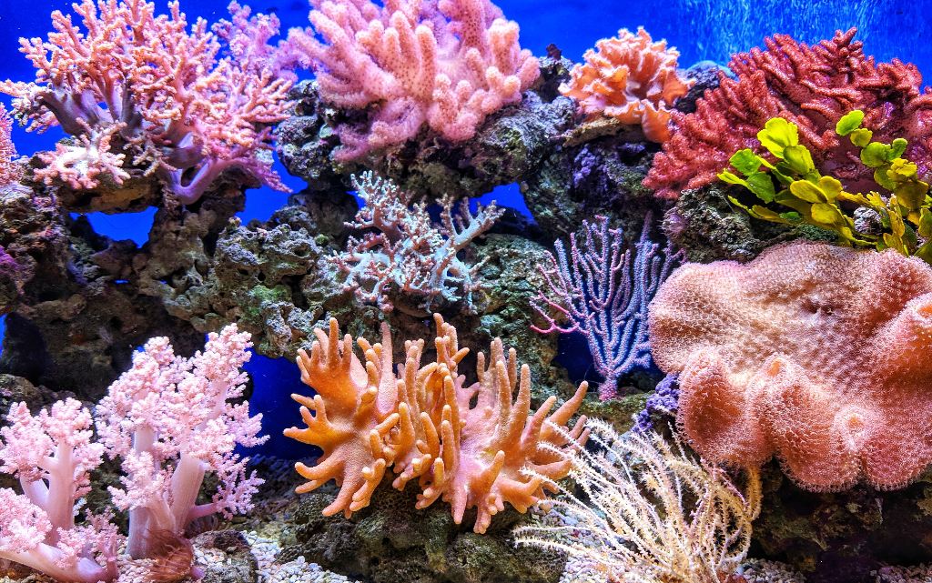 Кораловите рифове