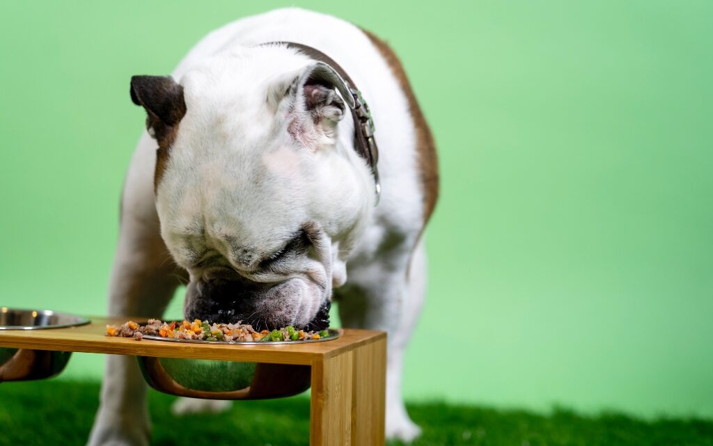 Кога и как се хранят домашните кучета?