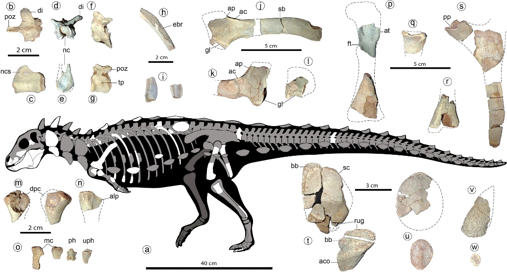 Изследователи от Южна Америка откриха изцяло нов вид динозавър