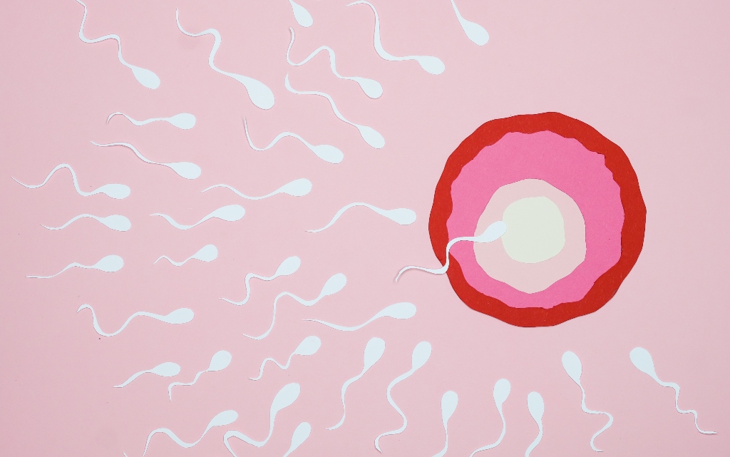 сперматозоиди