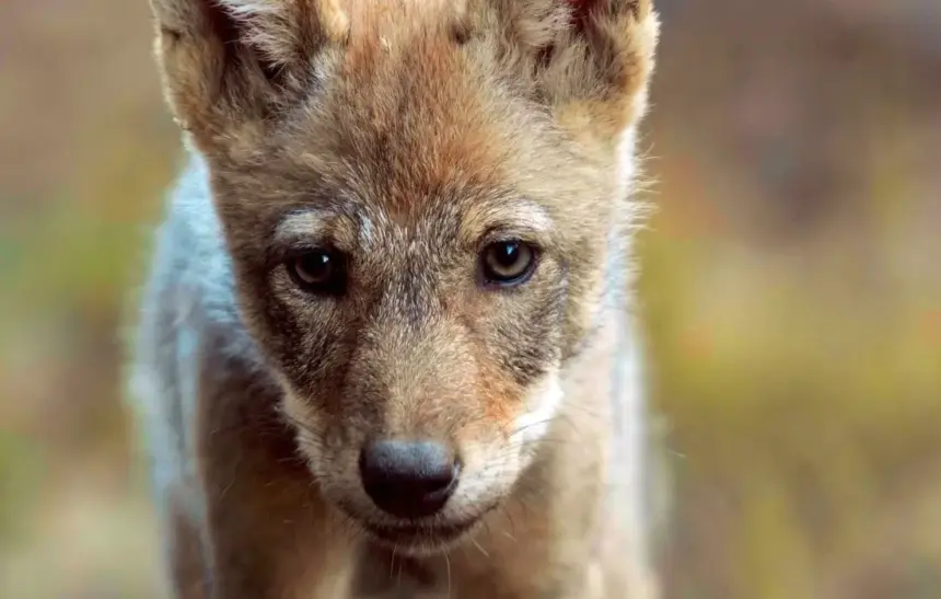 Вълкът: скитникът без граници в сезона на дивата Европа